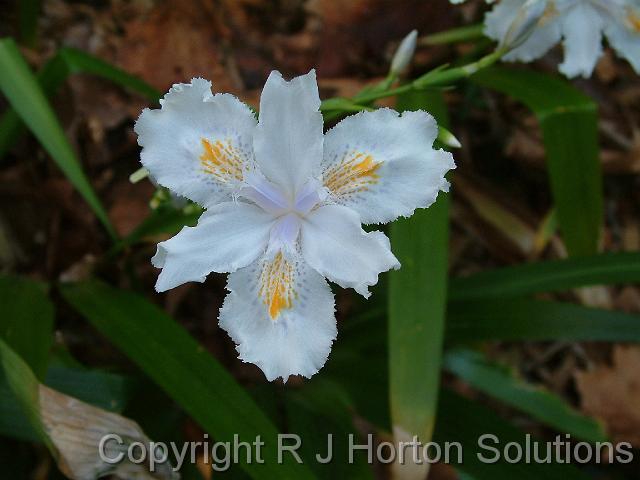 Iris Japonica